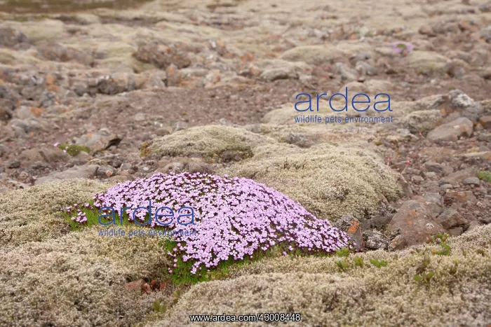 : Moss Campion / Cushion Pink : Moss Campion / Cushion Pink