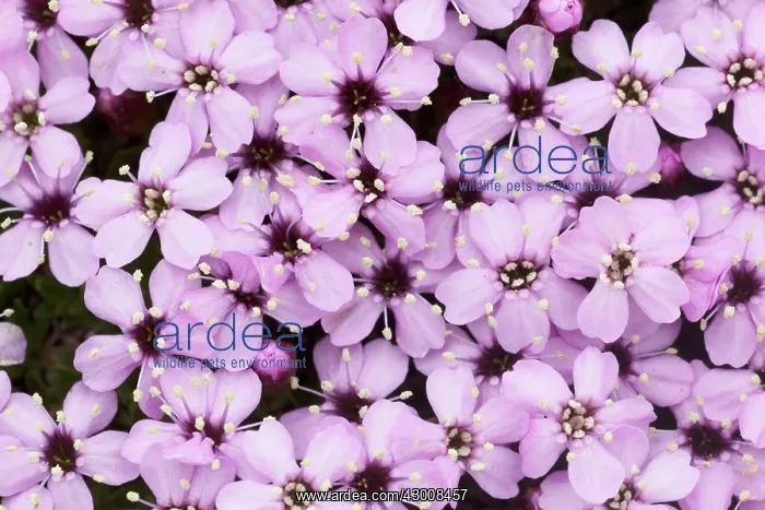: Moss Campion / Cushion Pink : Moss Campion / Cushion Pink