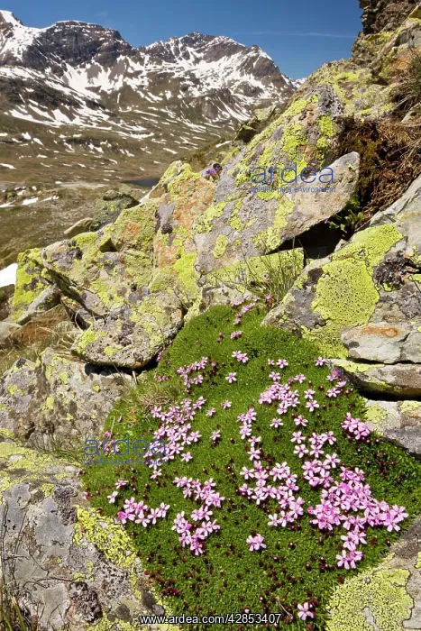 : Moss Campion - dense alpine cushion plant : Moss Campion - dense alpine cushion plant