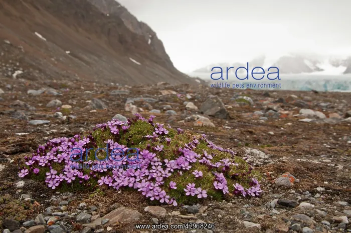 : Moss Campion -on flat ground - with habitat beyond : Moss Campion -on flat ground - with habitat beyond
