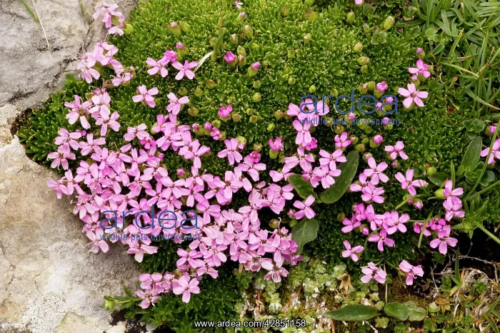 : Moss campion - uncommon in UK mountains : Moss campion - uncommon in UK mountains