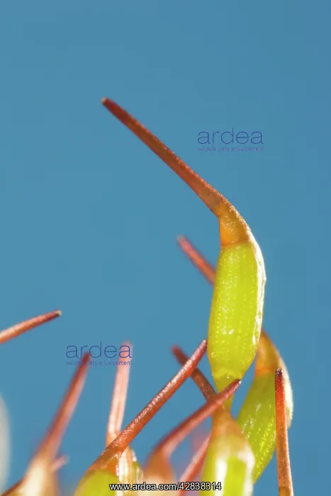  : Moss - capsules, sporophytes