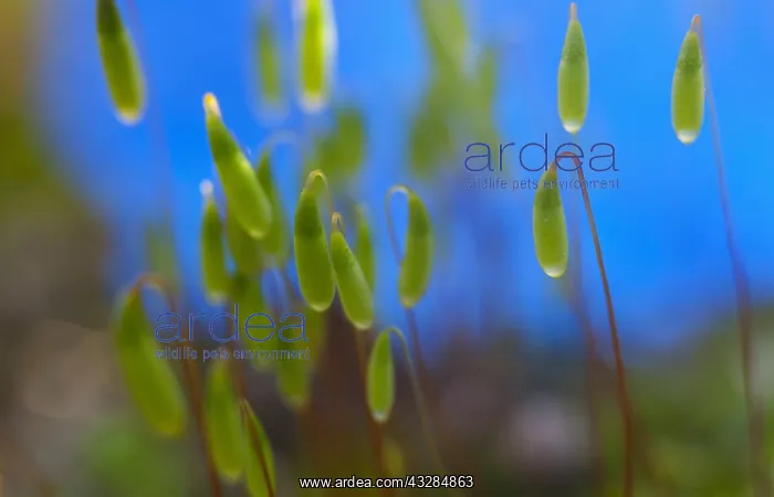 : Moss, Close up detail of the foliage.---- : Moss, Close up detail of the foliage.----