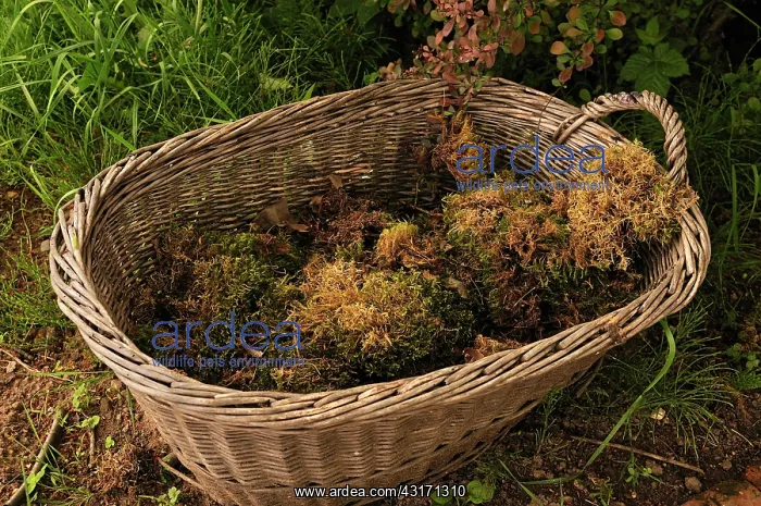 : Moss collected in a wicker basket placed on the ground outsi : Moss collected in a wicker basket placed on the ground outsi