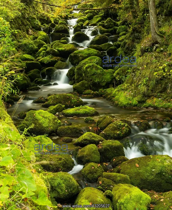 : Many moss-covered boulders and small mountain creek : Many moss-covered boulders and small mountain creek