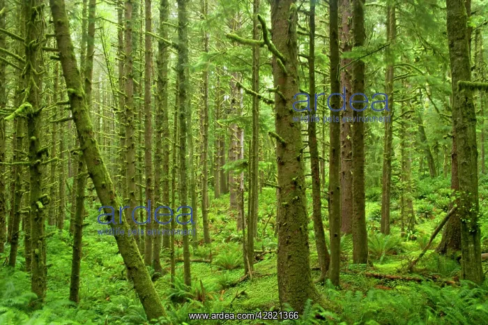 : Moss Covered Coastal Forest : Moss Covered Coastal Forest