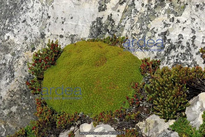 : Moss covered ground : Moss covered ground