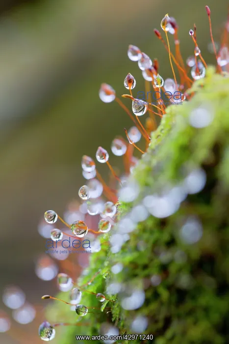 : Moss - covered in raindrops : Moss - covered in raindrops