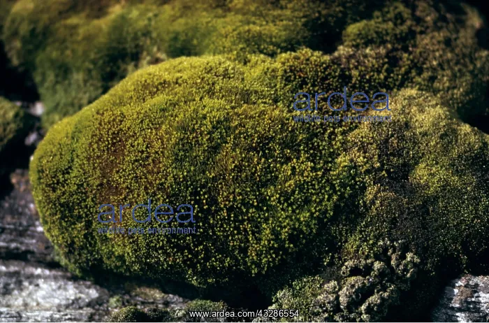  : MOSS covered rock