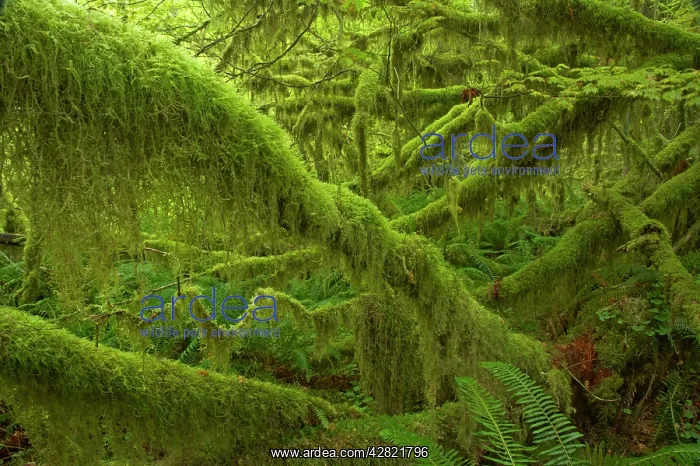  : Moss Covered Trees