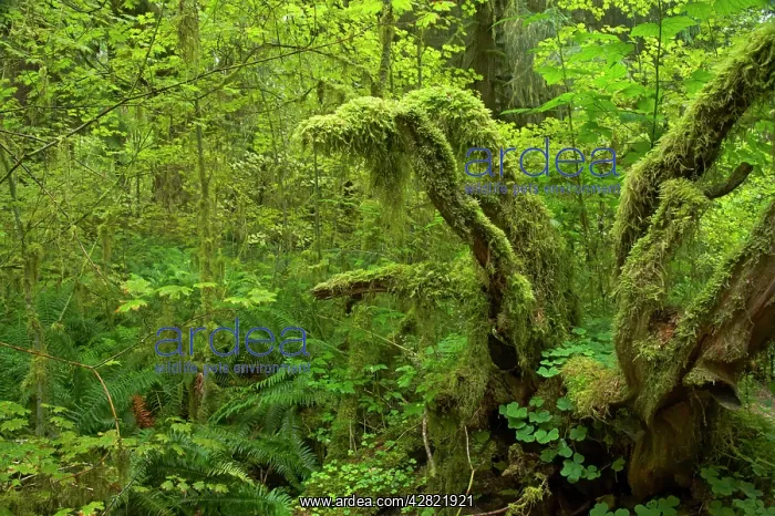 : Moss Covered Trees : Moss Covered Trees