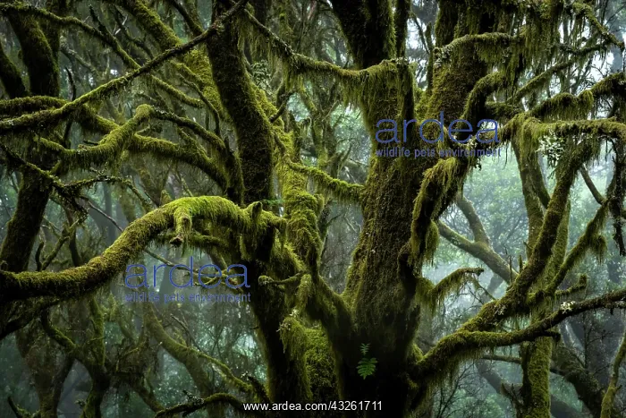 : Moss-covered trees in laurel forest, Laurisilva : Moss-covered trees in laurel forest, Laurisilva