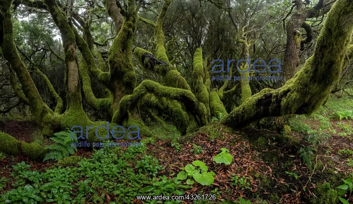 : Moss-covered trees in laurel forest, Laurisilva : Moss-covered trees in laurel forest, Laurisilva