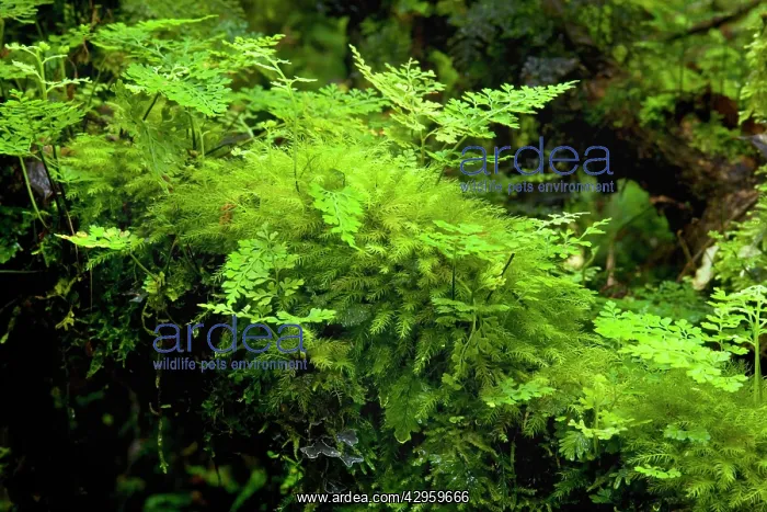 : Moss and Fern - thick layer of moss and fern growing : Moss and Fern - thick layer of moss and fern growing