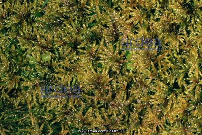  : MOSS (Hylocomium splendens)