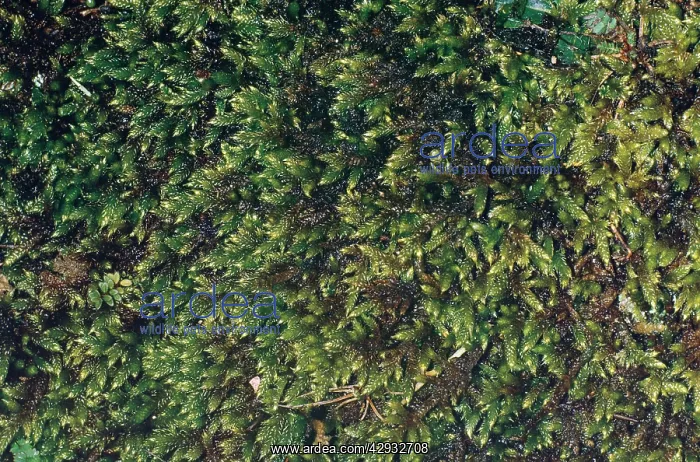  : MOSS (Hypnum cupressiforme)