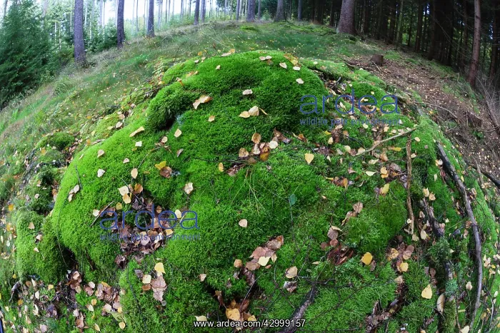 : Moss - large mound on floor of coniferous forest : Moss - large mound on floor of coniferous forest