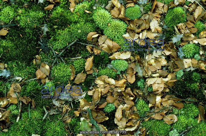  : MOSS - and leaf litter