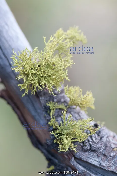 : Moss, Lichen, Lichen : Moss, Lichen, Lichen