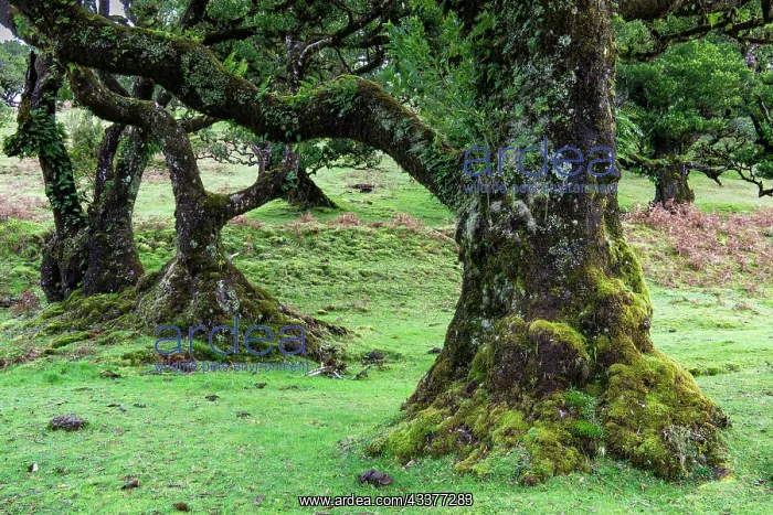 : Moss and plant covered ancient stinkwood (Ocotea : Moss and plant covered ancient stinkwood (Ocotea