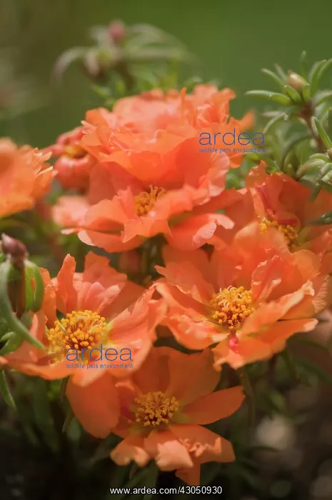 : Moss rose, Portulaca grandiflora : Moss rose, Portulaca grandiflora