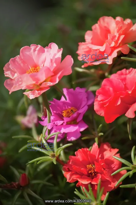 : Moss rose, Portulaca grandiflora : Moss rose, Portulaca grandiflora