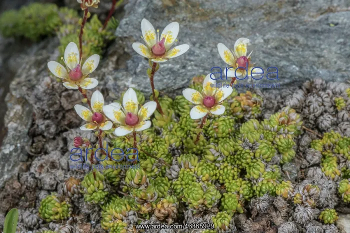  : Moss saxifrage, Saxifraga bryoides, in flower at
