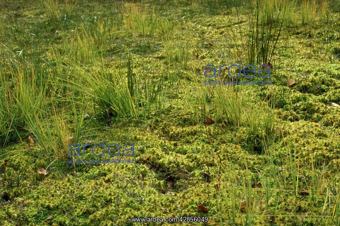  : Moss - Sphagnum lawn