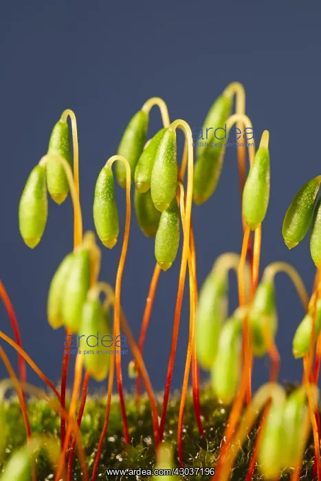 : Moss Sporophytes - Norfolk UK : Moss Sporophytes - Norfolk UK