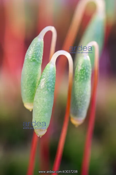: Moss Sporophytes - Norfolk UK : Moss Sporophytes - Norfolk UK