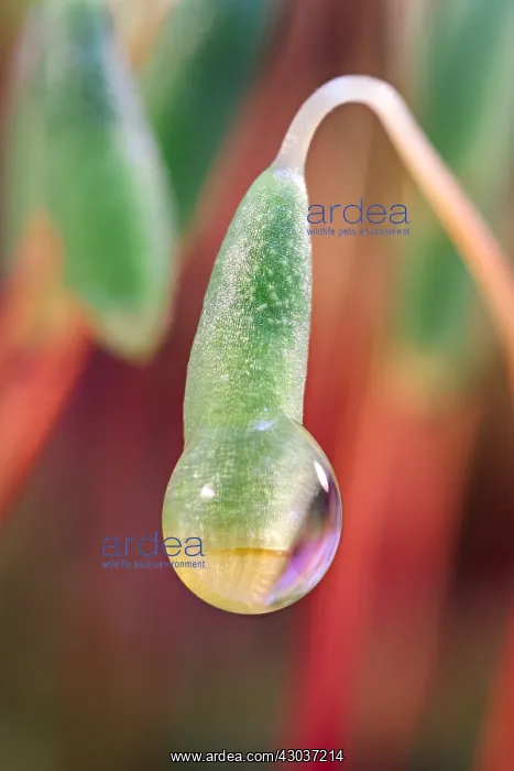 : Moss Sporophytes - Norfolk UK : Moss Sporophytes - Norfolk UK