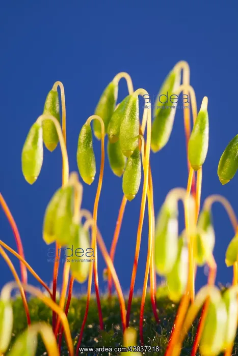 : Moss Sporophytes - Norfolk UK : Moss Sporophytes - Norfolk UK