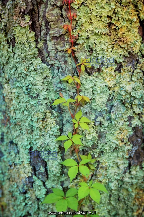 : Mossy bark, Peaks Of Otter, Blue Ridge Parkway : Mossy bark, Peaks Of Otter, Blue Ridge Parkway