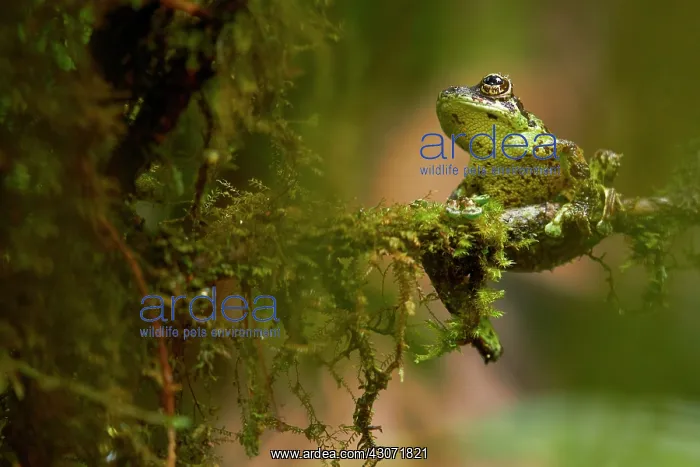 : Mossy Bush Frog (Philautus macroscelis). Borneo : Mossy Bush Frog (Philautus macroscelis). Borneo