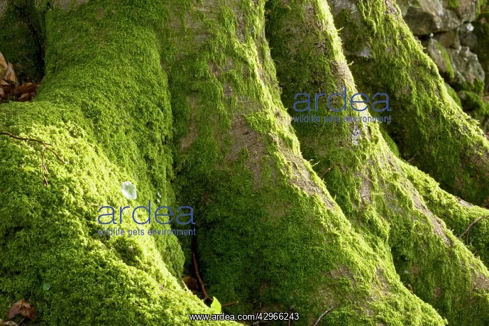 : Mossy buttress roots of old Beech tree in Whiddon : Mossy buttress roots of old Beech tree in Whiddon