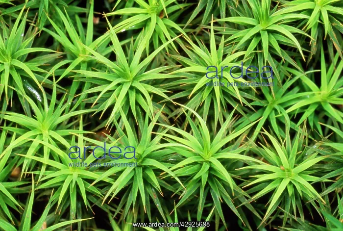  : Mossy Carpet