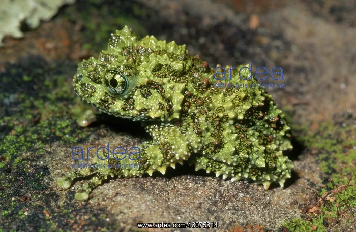 : Mossy Frog : Mossy Frog