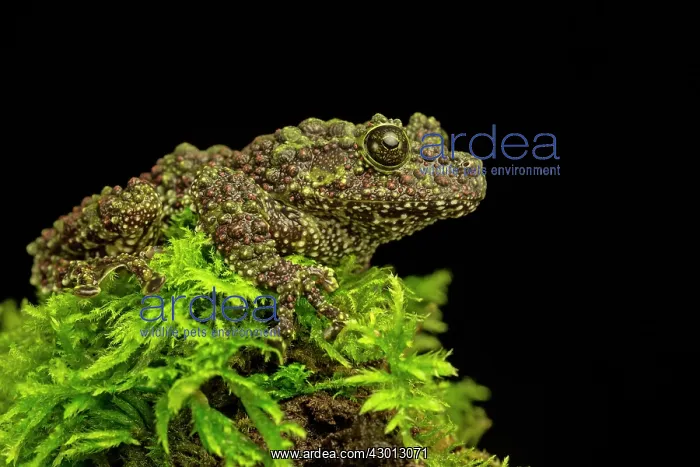 : Mossy Frog on mossy log : Mossy Frog on mossy log