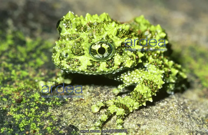 : Mossy Frog (Theloderma corticale) : Mossy Frog (Theloderma corticale)