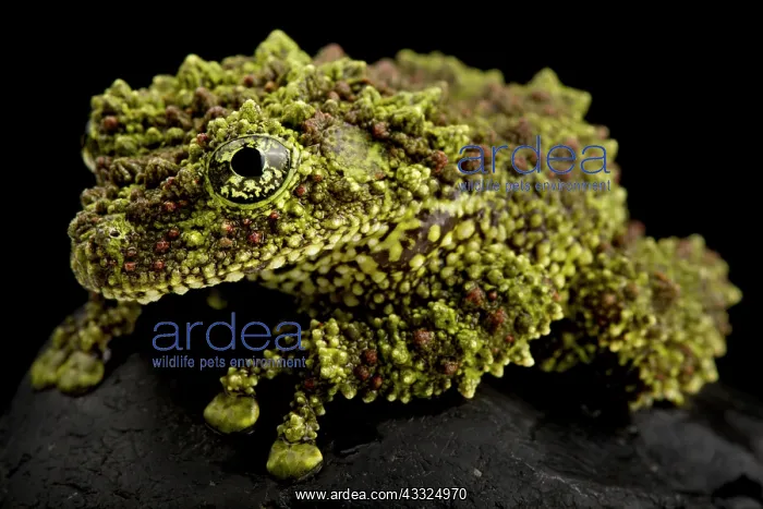 : Mossy frog (Theloderma corticale), on black background : Mossy frog (Theloderma corticale), on black background