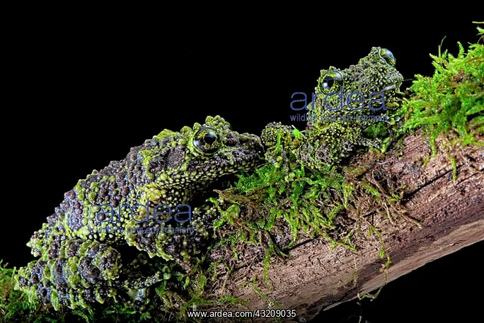 : Mossy frog (Theloderma corticale) from Tam-dao Vietnam : Mossy frog (Theloderma corticale) from Tam-dao Vietnam