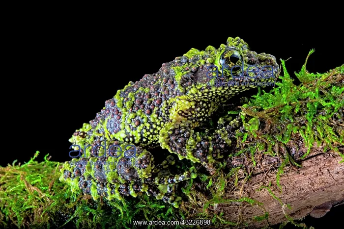 : Mossy frog (Theloderma corticale) from Tam-dao Vietnam : Mossy frog (Theloderma corticale) from Tam-dao Vietnam