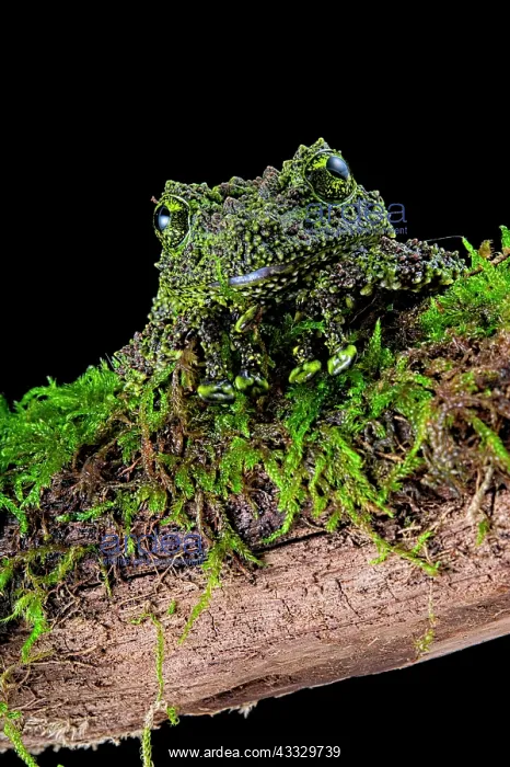  : Mossy frog (Theloderma corticale) from Tam-dao Vietnam