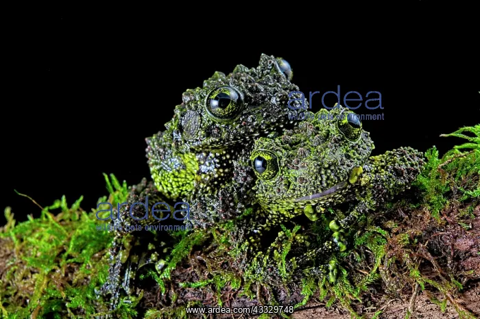 : Mossy frog (Theloderma corticale) from Tam-dao Vietnam : Mossy frog (Theloderma corticale) from Tam-dao Vietnam