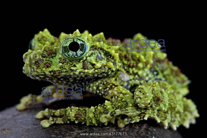 : Mossy frog (Theloderma corticale), Vietnam : Mossy frog (Theloderma corticale), Vietnam