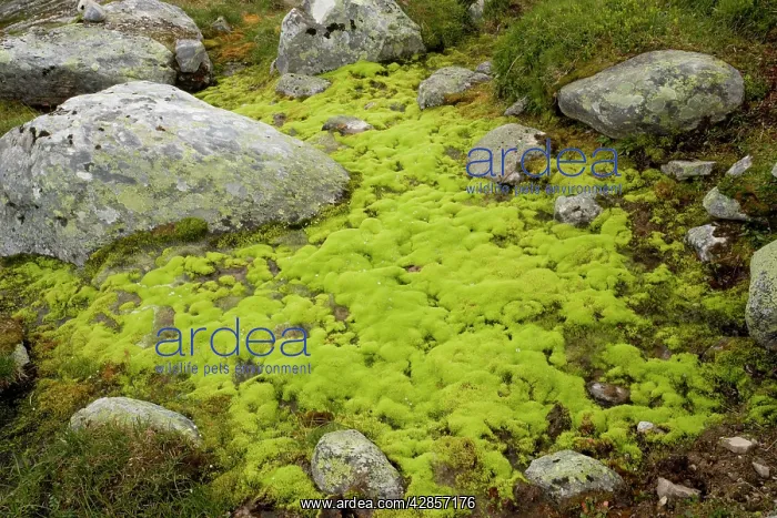  : Mossy hillside bog, dominated by the moss