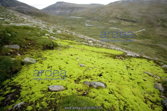 : Mossy hillside bog, dominated by the moss : Mossy hillside bog, dominated by the moss