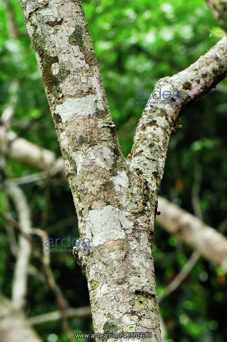 : Mossy Leaf-tailed Gecko : Mossy Leaf-tailed Gecko