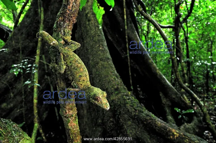 : Mossy Leaf-tailed Gecko : Mossy Leaf-tailed Gecko