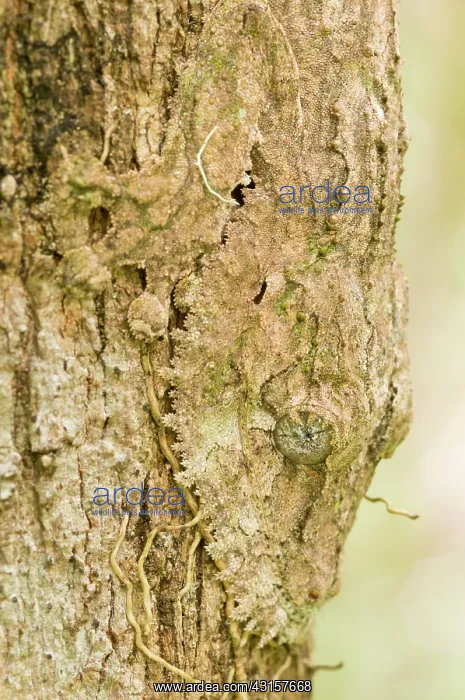 : Mossy Leaf-tailed Gecko : Mossy Leaf-tailed Gecko